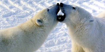 Zwei Eisbären vor einem schneebedeckten Hintergrund. Ihre weit geöffneten Mäuler berühren sich im Kampf.